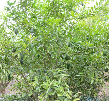 Australian Finger Lime Tree