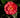 R.L. Wheeler Camellia