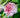 LA Peppermint Camellia