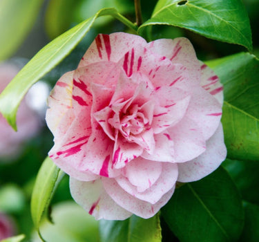 LA Peppermint Camellia