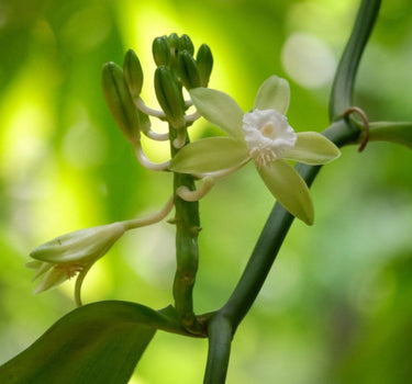 Vanilla Bean Plant