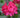 Nova Zembla Rhododendron