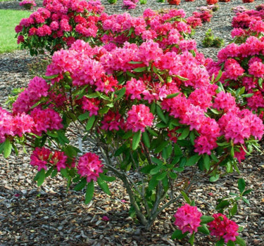 Nova Zembla Rhododendron