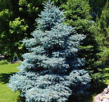 Colorado Blue Spruce