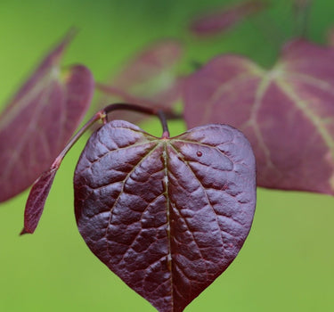 Ruby Falls Redbud Tree foliage