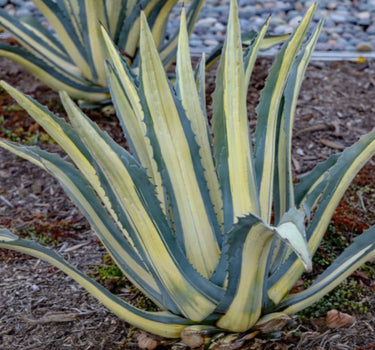 Agave Americana 'Mediopicta Alba'