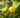 Eureka Lemon Tree