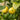 Eureka Lemon Tree