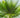Dwarf Palmetto