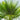 Dwarf Palmetto