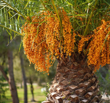Pindo Palm Tree dates