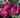 Intrigue Rose Tree