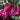 Intrigue Rose Tree