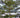 Black Olive Tree