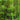 Black Bamboo