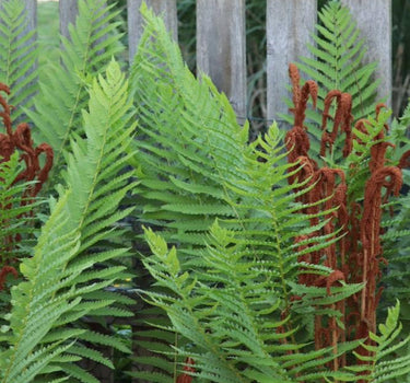 Cinnamon Fern
