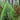 Cinnamon Fern