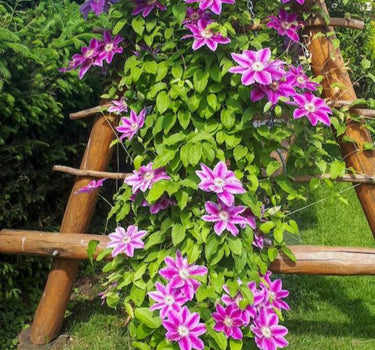 Dr. Ruppel Clematis