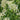 Barbara Ann Climbing Hydrangea
