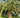 Pindo Palm Tree