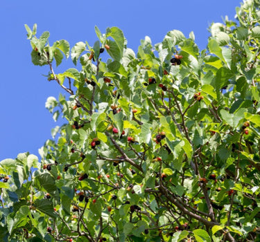 Everbearing Mulberry Tree