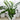 ZZ Plant