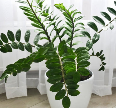 ZZ Plant
