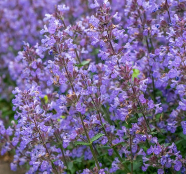 Picture Purrfect Catmint