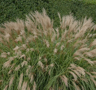 Adagio Maiden Grass