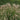 Adagio Maiden Grass