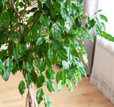 Braided Benjamina Ficus