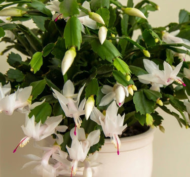 Holiday Cactus