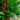 Lipstick Palm