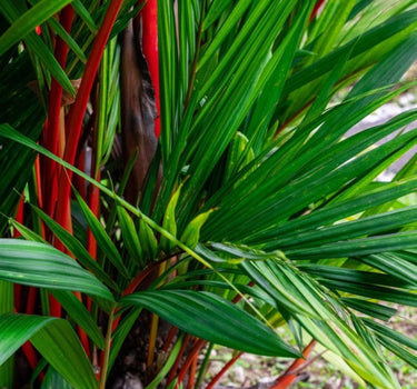 Lipstick Palm