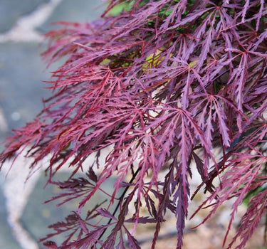 Crimson Queen Japanese Maple