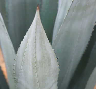 Americana Silver Agave