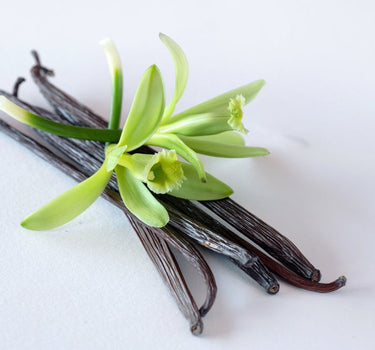 Vanilla Bean Orchid