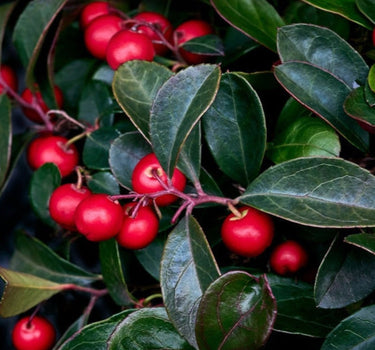 American Wintergreen