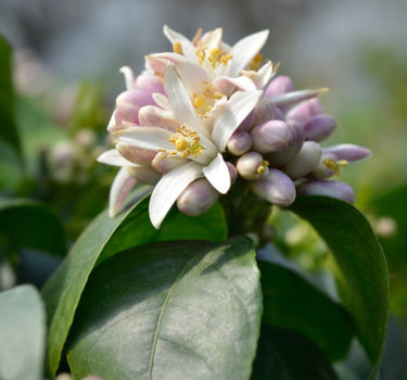 Improved Meyer Lemon flower