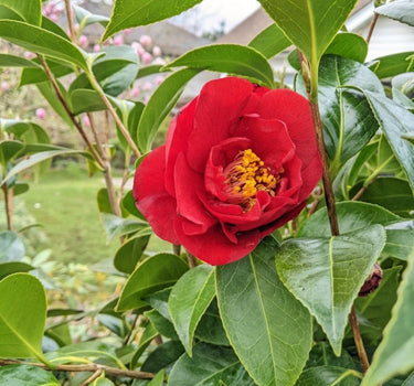 Greensboro Red Camellia