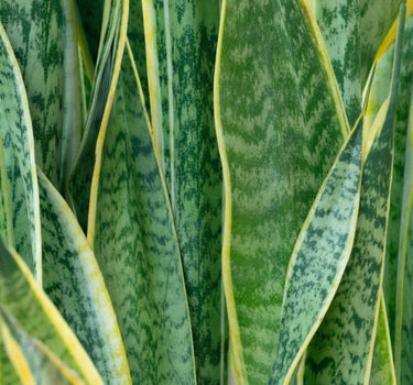 Laurentii Snake Plant