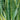 Laurentii Snake Plant