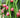Dragon Fruit