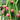 Dragon Fruit