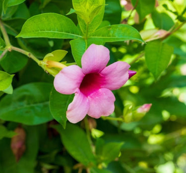 Sun Parasol® Original XP Bluephoria™ Mandevilla