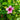 Sun Parasol® Original XP Bluephoria™ Mandevilla