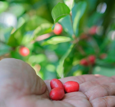 Miracle Fruit berries 