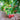 Miracle Fruit berries 