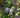 Passion Fruit Vine