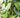 Black Pepper Plant